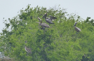 Rookery